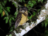 10A7447Tawny-browed_Owl