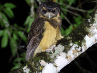 10A7452Tawny-browed_Owl