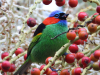 FL6A0262Red-necked_Tanager