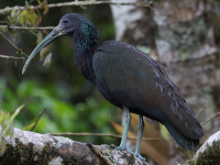 FL6A0369Green_Ibis
