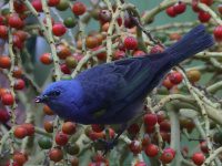 FL6A0418Golden-chevroned_Tanager
