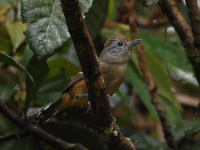 FL6A0653Female_Variable_Antshrike