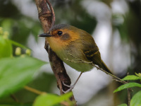 FL6A0858Ochre-faced_Tody-Flycatcher