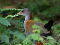 FL6A0917Slaty-breasted_Wood-rail