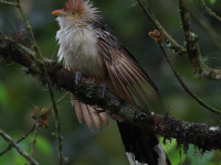 FL6A1095Guira_Cuckoo