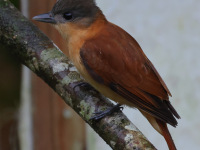 FL6A1315Female_Crested_Becard