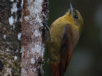 FL6A1373Olivaceous_Woodcreeper