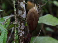 FL6A1661Planalto_Woodcreeper