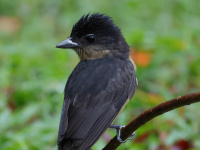 FL6A1667Crested_Becard
