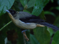 FL6A1741Black-goggled_Tanager