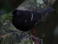 FL6A1761White-shouldered_Fire-eye