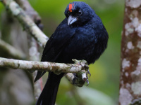 FL6A1991Ruby-crowned_Tanager