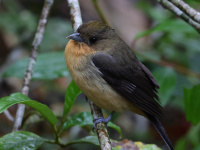 FL6A2014Female_Black-goggled_Tanager