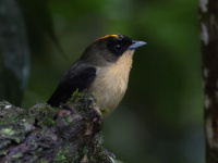 FL6A2024Black-goggled_Tanager