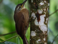 FL6A2058Planalto_Woodcreeper