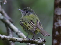 FL6A2138Yellow-olive_Flatbill