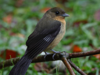 FL6A2142Black-goggled_Tanager