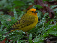 FL6A2148Saffron_Finch