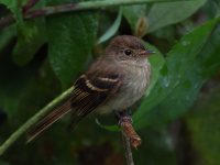 FL6A2236Eulers_Flycatcher