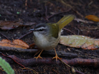FL6A2272Riverbank_Warbler