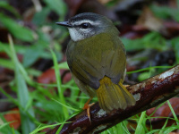 FL6A2290Riverbank_Warbler