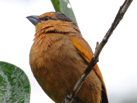 FL6A2355Brown_Tanager