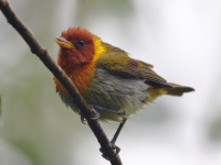 FL6A2493Rufous-headed_Tanager