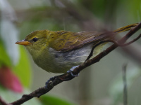 FL6A2499Female_Rufous-headed_Tanager
