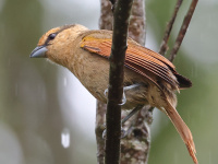 FL6A2613Brown_Tanager
