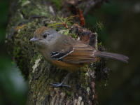 FL6A2664female_Variable_Antshrike