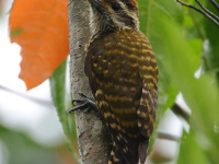 FL6A2701White-spotted_Woodpecker