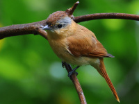 FL6A2806Chestnut-crowned_Becard
