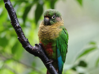 FL6A2813Maroon-bellied_Parakeet