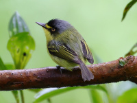 FL6A2832Gray-headed_Tody-Flycatcher