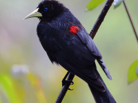 FL6A2859Red-rumped_Cacique