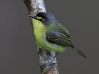 FL6A2894Gray-headed_Tody-Flycatcher