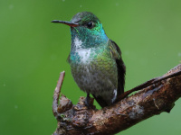 FL6A3003Versicolored_Emerald