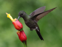 FL6A3107Sombre_Hummingbird