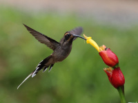 FL6A3238Scale-throated_Hermit