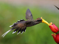 FL6A3241Scale-throated_Hermit