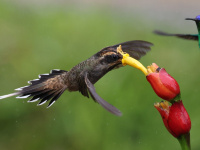 FL6A3242Scale-throated_Hermit