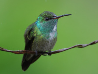 FL6A3264Versicolored_Emerald