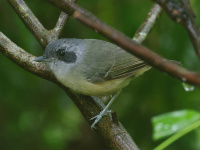 FL6A3598Plain_Antvireo