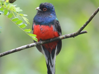 FL6A3634Surucua_Trogon