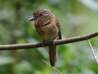 FL6A3831Crescent-chested_Puffbird