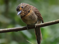 FL6A3839Crescent-chested_Puffbird