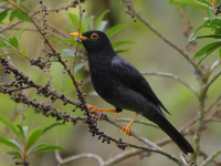 FL6A3965Yellow-legged_Thrush