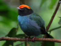 FL6A4044Immature_Swallow-tailed_Manakin