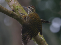 FL6A4165White-spotted_Woodpeckers