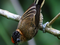 FL6A4338Ochre-collared_Piculet